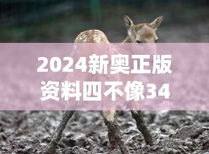 2024新奥正版资料四不像348期：激发探索精神的源泉