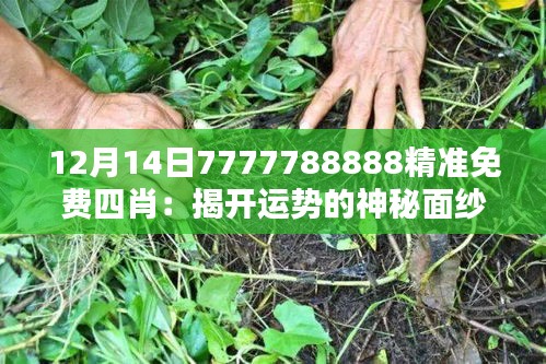 12月14日7777788888精准免费四肖：揭开运势的神秘面纱