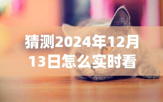 未来视角，智能猫食监控见证猫咪餐桌上的每一刻，实时记录猫咪进食瞬间