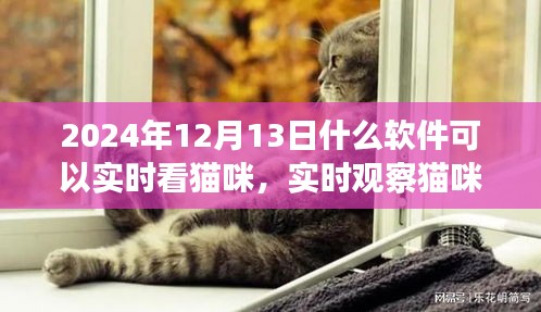 2024年最佳宠物监控软件评测，实时观察猫咪的新视界