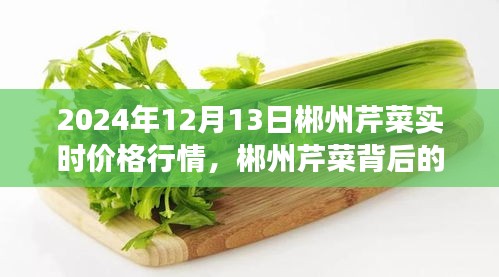 郴州芹菜背后的温情故事，日常中的不寻常与友情的温暖——2024年12月13日实时行情