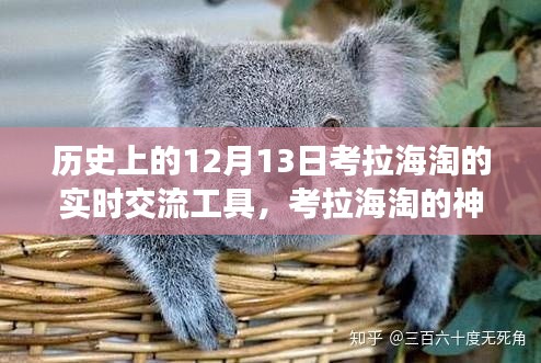 考拉海淘神奇日，12月13日实时交流工具下的温馨之旅