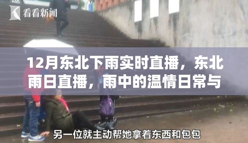 东北雨日直播，雨中的温情与家的陪伴