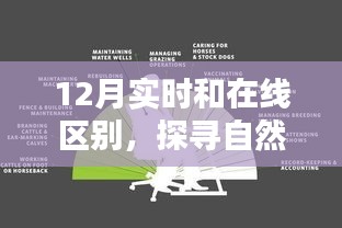 12月实时与在线探索自然秘境，追寻内心的宁静之旅