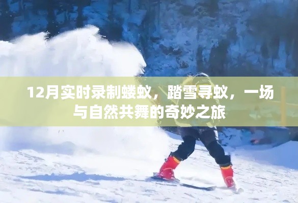 踏雪寻蚁，与自然共舞的奇妙之旅，记录蝼蚁的冬日生活