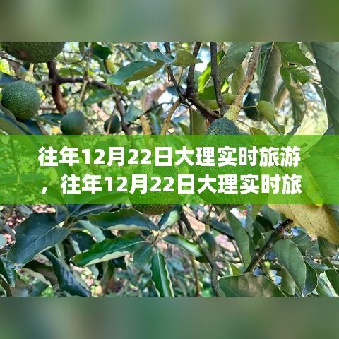 往年12月22日大理深度旅游体验与反思