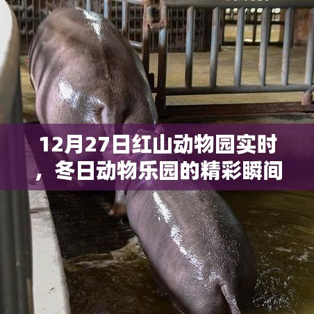 红山动物园冬日精彩瞬间实拍