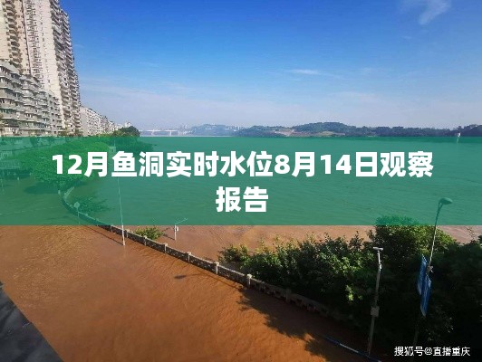 鱼洞实时水位观察报告，揭秘水位变化之谜