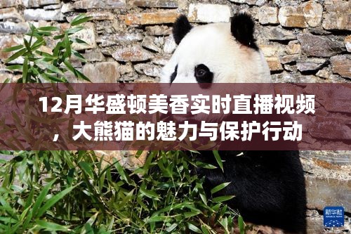 华盛顿大熊猫美香直播视频，感受熊猫魅力与保护行动
