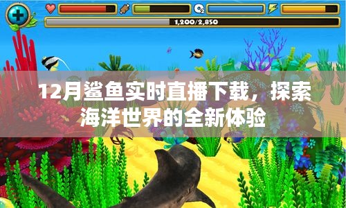 12月鲨鱼实时直播下载，深海探险新体验