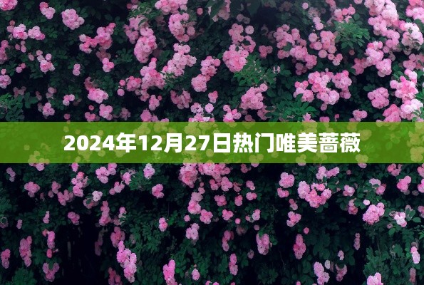 『2024年12月27日蔷薇盛开，唯美绽放瞬间』