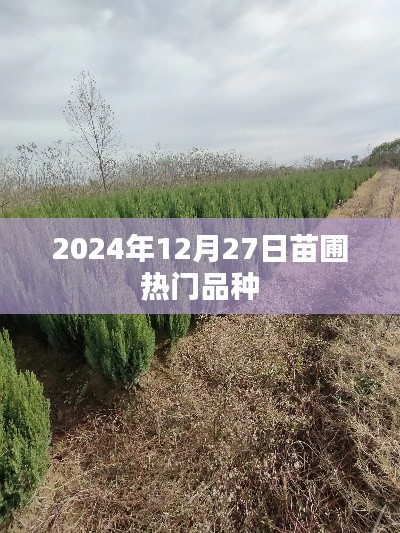 2024年苗圃热门品种一览