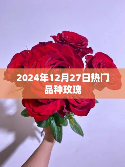 2024年热门玫瑰品种一览