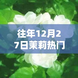 茉莉年度分享回顾，历年十二月二十七日的精彩瞬间