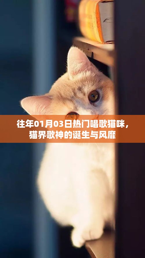 猫界歌神诞生记，猫咪歌唱风靡全网