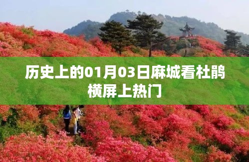 麻城杜鹃盛宴，历史视角下的横屏热门事件
