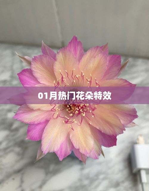 01月热门花朵特效大赏