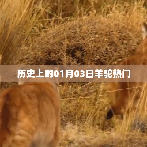 羊驼热门日，历史上的1月3日