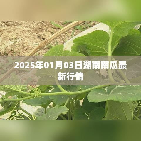 湖南南瓜行情更新，2025年1月3日最新动态