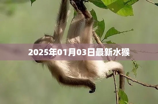 水猴最新资讯，揭秘水猴生活习性及未来展望