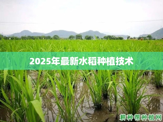 2025年水稻种植新技术概览