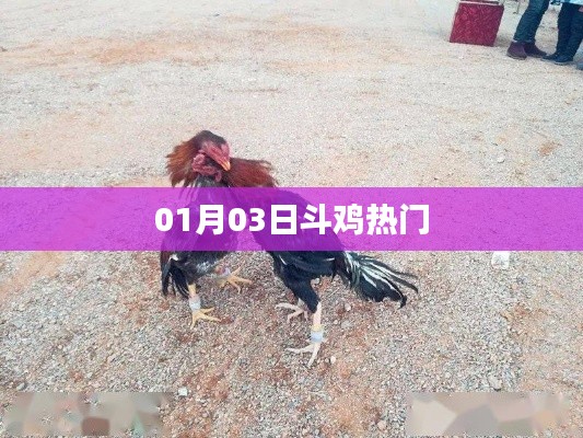 斗鸡热门盛宴，一月三日盛大开启