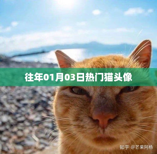 精选猫头像，历年一月初三热门之选