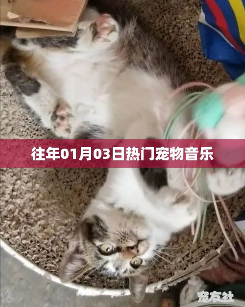 宠物音乐盛宴，历年一月三日盛况回顾