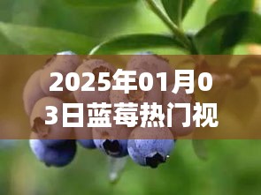 2025年蓝莓视频风潮，引领潮流，尝鲜探索