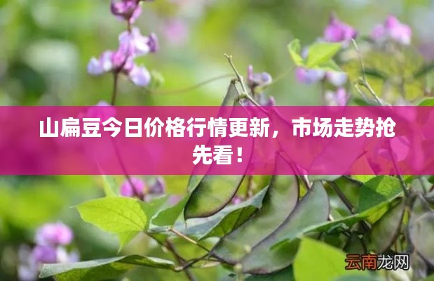 山扁豆今日价格行情更新，市场走势抢先看！
