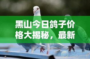 黑山今日鸽子价格大揭秘，最新行情一网打尽