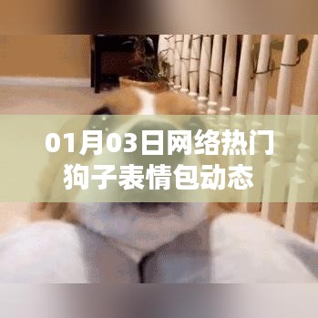网络热门狗子表情包动态来袭！最新表情一网打尽