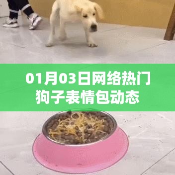 网络热门狗子表情包动态来袭!最新表情一网打尽