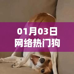 网络热门狗子表情包动态来袭!最新表情一网打尽