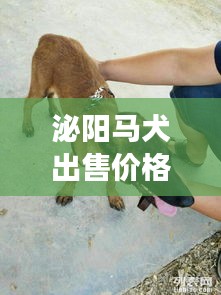 泌阳马犬出售价格表最新：泌阳宠物交易市场 