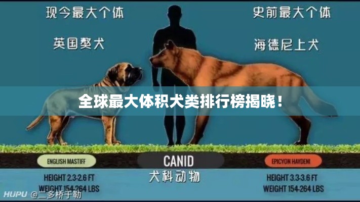 全球最大体积犬类排行榜揭晓!