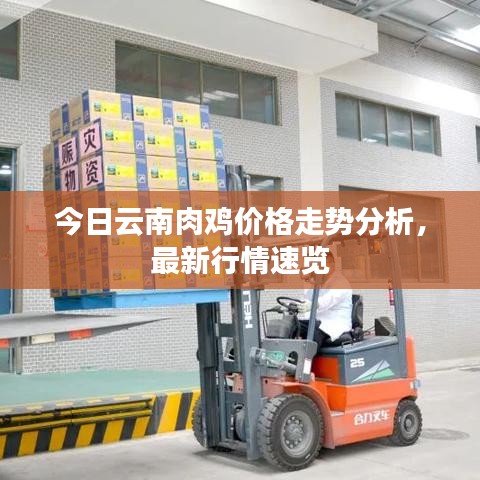 今日云南肉鸡价格走势分析，最新行情速览