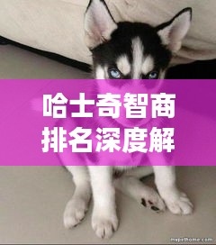 哈士奇智商排名深度解析