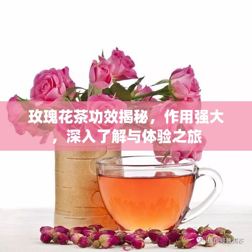 玫瑰花茶功效揭秘，作用强大，深入了解与体验之旅