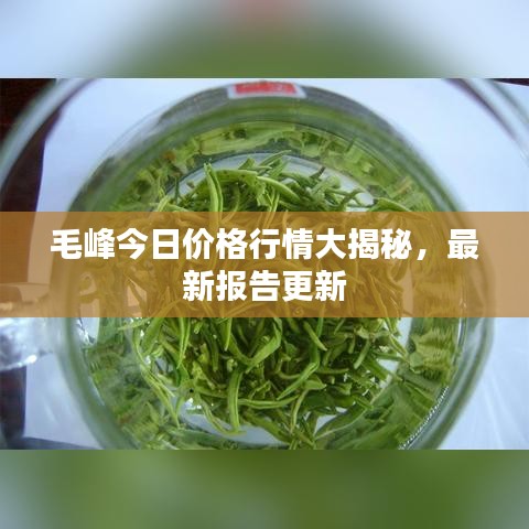 毛峰今日价格行情大揭秘，最新报告更新